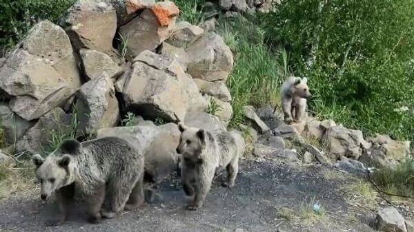 Bitlis'in 2 bin 948 rakımlı Nemrut Kalderası'nda sıcaktan bunalan yavru boz ayılar, krater gölünde serinledi. - Sputnik Türkiye