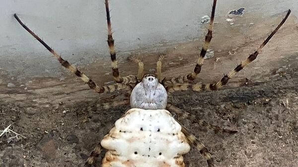 Gümüşhane’de vatandaşlar tesadüfen dünyanın en zehirli örümceklerinden birisi olan argiope lobata türü örümcekle karşılaştı. - Sputnik Türkiye