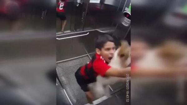 Brezilya’da köpeğiyle asansöre binen 11 yaşındaki bir çocuk, tasması asansörün dışında kalan köpeğini boğulmaktan son anda kurtardı. - Sputnik Türkiye