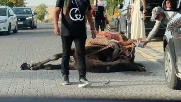 İş yüküne dayanamayan deve bayıldı - Sputnik Türkiye