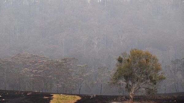Avustralya’da orman yangını:5 bin hektardan fazla alan yok oldu - Sputnik Türkiye