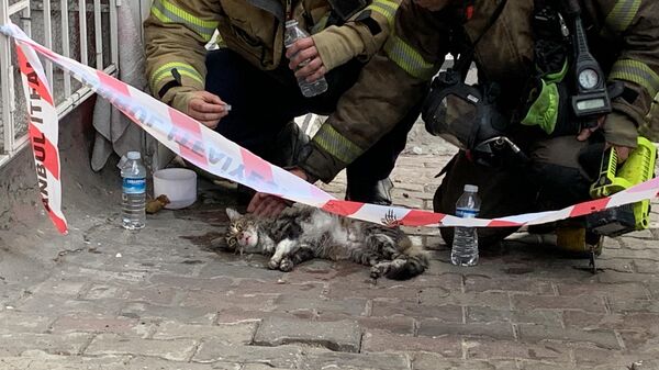 Şişli'de yangında dumandan etkilenen kedi itfaiyenin kalp masajıyla hayata döndürüldü - Sputnik Türkiye