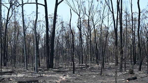 Avusturalya’da orman yangınında 11 bin hektar alan kül oldu - Sputnik Türkiye