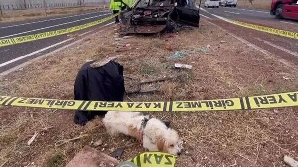 Sahibi trafik kazasında hayatını kaybetti, köpek olay yerinden ayrılmadı - Sputnik Türkiye