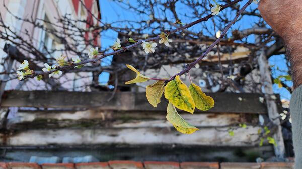 Amasya'nın Suluova ilçesinde hava sıcaklıkların mevsim normallerinin üzerinde seyretmesi sonucu kayısı ağacı çiçek açtı.  - Sputnik Türkiye