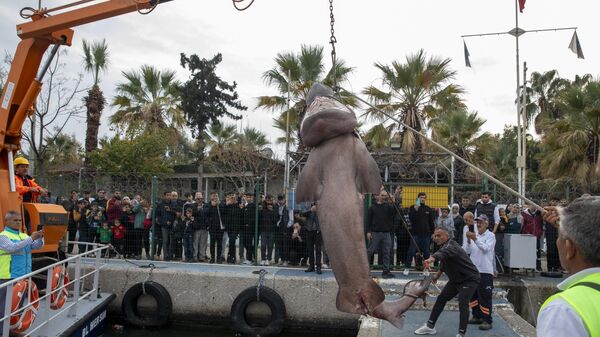 Mersin'in Akdeniz ilçesinde altı solungaçlı köpek balığı kıyıya vurdu - Sputnik Türkiye