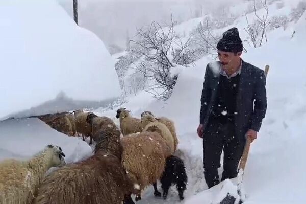 Van'ın Bahçesaray ilçesinde etkili olan ve yaklaşık 1 metreyi geçen kardan dolayı vatandaşlar, hayvanlarını açtıkları tünel sayesinde ahırdan çıkarıp ot ve yem veriyor. - Sputnik Türkiye