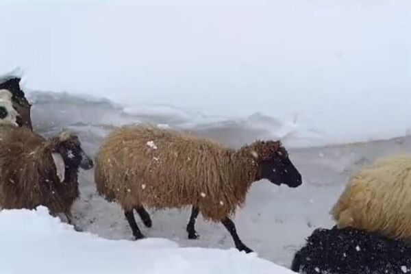 Van'ın Bahçesaray ilçesinde etkili olan ve yaklaşık 1 metreyi geçen kardan dolayı vatandaşlar, hayvanlarını açtıkları tünel sayesinde ahırdan çıkarıp ot ve yem veriyor. - Sputnik Türkiye