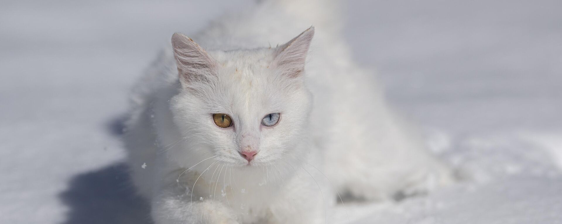 Van Kedileri, beyaz örtü üzerinde dolaşarak karın tadını çıkardı - Sputnik Türkiye, 1920, 31.01.2024