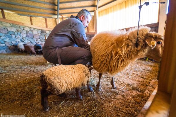 Büyükşehir Belediyesi&#x27;nden yapılan açıklamada, 26 Kasım 2023&#x27;te Resmi Gazete&#x27;de yayımlanarak hassas koruma programına alınan Kaçeli koyunlarının sayısının artırılması için proje başlatıldığı belirtildi. - Sputnik Türkiye