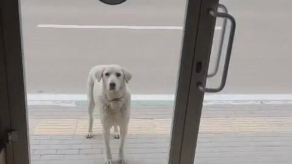 Efe isimli sahipsiz köpek her gün yiyecek dolu poşetini alıp gidiyor - Sputnik Türkiye