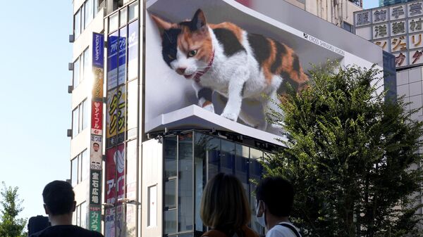 Japonya kedi - Sputnik Türkiye