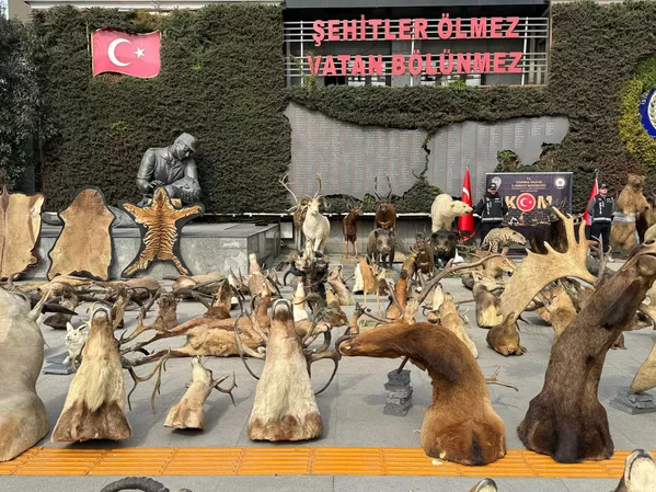 Belirlenen adreslere operasyon düzenleyen ekipler, şüpheli A.Ü'yü gözaltına aldı. Arama yapılan Arnavutköy'deki adresin, şüpheli tarafından tahnit edilen hayvanların sergilendiği özel müze haline getirildiğini tespit eden ekipler, diğer adreste ise depolanmış tahnit hayvanlar ele geçirdi. - Sputnik Türkiye