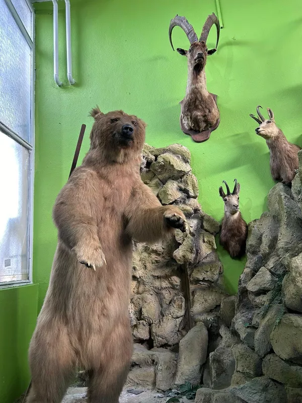 Adreslerdeki aramalarda, jaguar, kutup ayısı, misk öküzü, kutup tilkisi ve tavşanı, bizon, timsah, aslan, leopar, geyik, antilop, sırtlan, piton yılanı gibi hayvanlar ile fil dişi, hayvan postu ve boynuzların olduğu 405 parça ele geçirildi. - Sputnik Türkiye