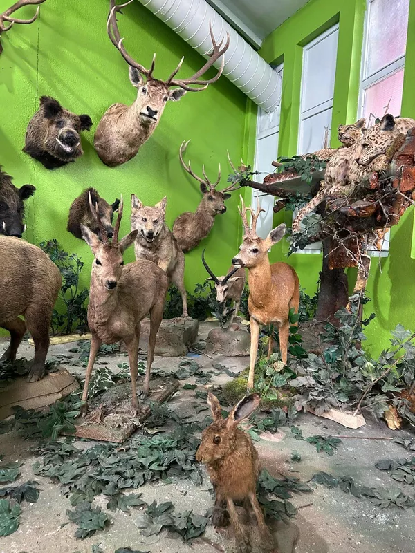 Adreslerdeki aramalarda, jaguar, kutup ayısı, misk öküzü, kutup tilkisi ve tavşanı, bizon, timsah, aslan, leopar, geyik, antilop, sırtlan, piton yılanı gibi hayvanlar ile fil dişi, hayvan postu ve boynuzların olduğu 405 parça ele geçirildi.
Hakkında, Kaçakçılıkla Mücadele Kanunu'na muhalefet ve CITES'e aykırılık suçlarından işlem başlatılan şüpheli emniyete götürüldü. - Sputnik Türkiye