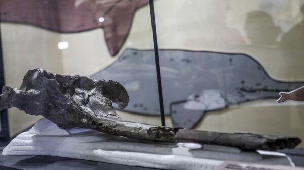 Dev yunusa ait 16 milyon yıllık kafatası bulundu - Sputnik Türkiye
