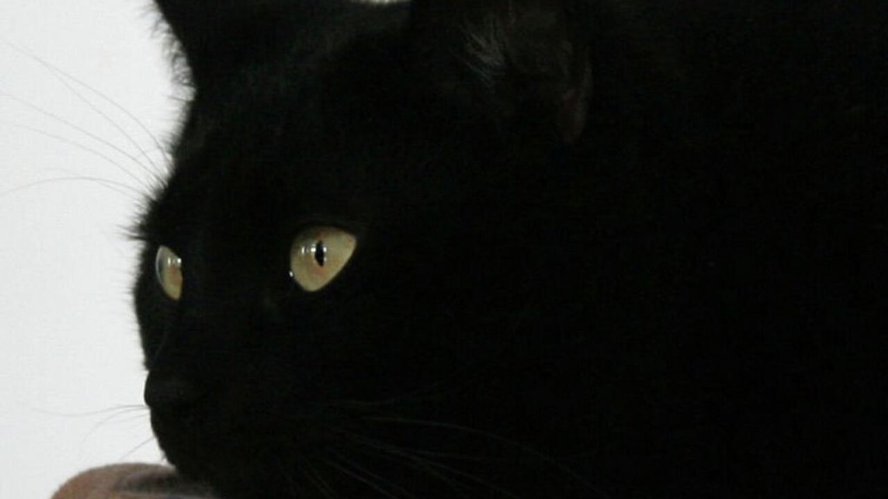 Черная кошка к несчастью
