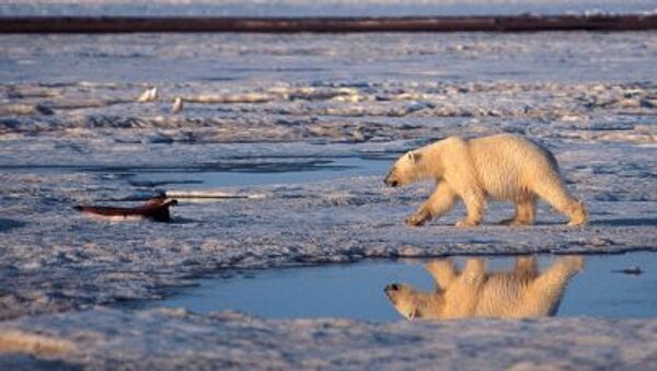 Alaska'daki Milli Arktika Parkı'nda bir kutup ayısı - Sputnik Türkiye