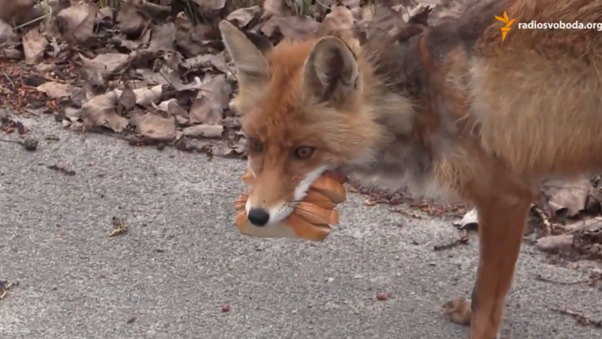 Making fox. Чернобыль лиса. Лисы в Чернобыле. Лиса из Чернобыля.