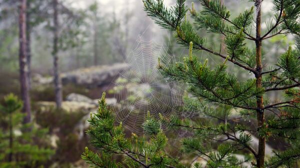 Karelya Cumhuriyeti'nin ormanında örümcek ağı - Sputnik Türkiye