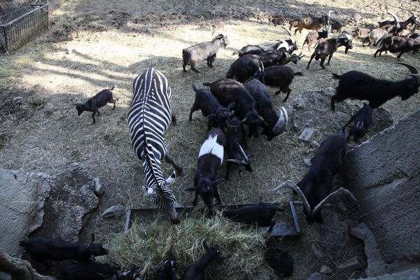 Selden etkilenen Tiflis hayvanat bahçesindeki hayvanlar - Sputnik Türkiye