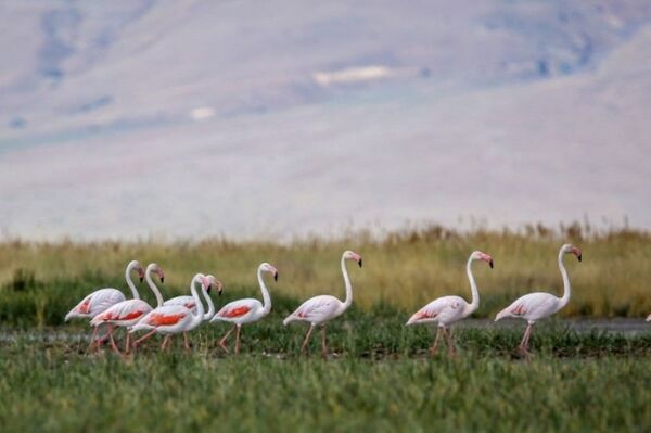 Flamingoların görsel şöleni - Sputnik Türkiye