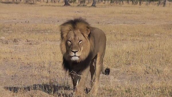 Afrika'nın en ünlü aslanı Cecil öldürüldü - Sputnik Türkiye