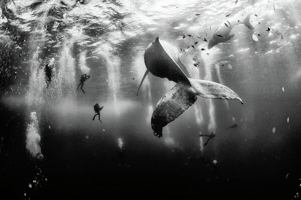 Ödüllü fotoğrafçıyla okyanusun derinliklerine doğru - Sputnik Türkiye