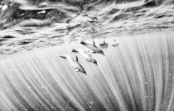 Ödüllü fotoğrafçıyla okyanusun derinliklerine doğru - Sputnik Türkiye