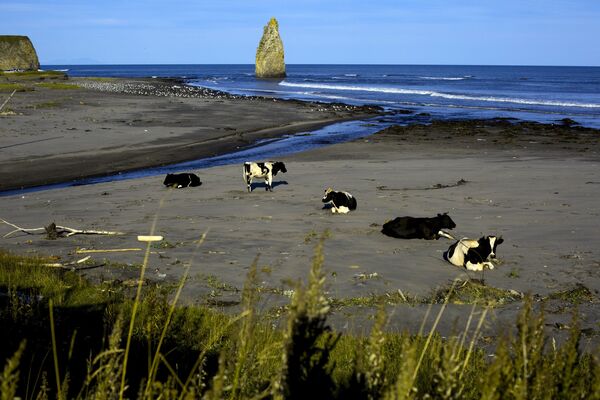 Yujno-Kurilsk yakınlarındaki sahilde inekler, Kunaşir adası. - Sputnik Türkiye