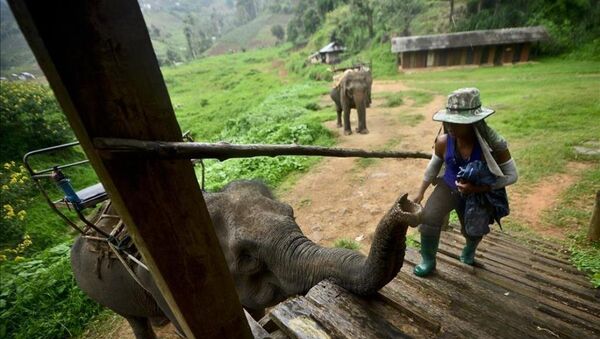 Tayland'ın vazgeçilmezi ve simgesi: Filler - Sputnik Türkiye