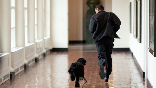 Obama ile köpeği - Sputnik Türkiye