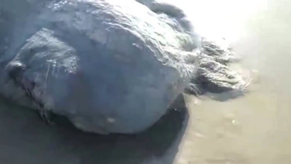 4 metrelik deniz canavarı korku saldı - Sputnik Türkiye