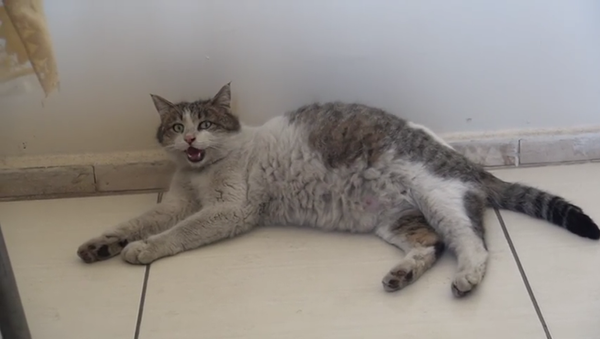 Bitlis’in Tatvan ilçesinde, doğum sancısı tutan bir kedi Aile Sağlığı Merkezi'nin kapısına gitti. - Sputnik Türkiye