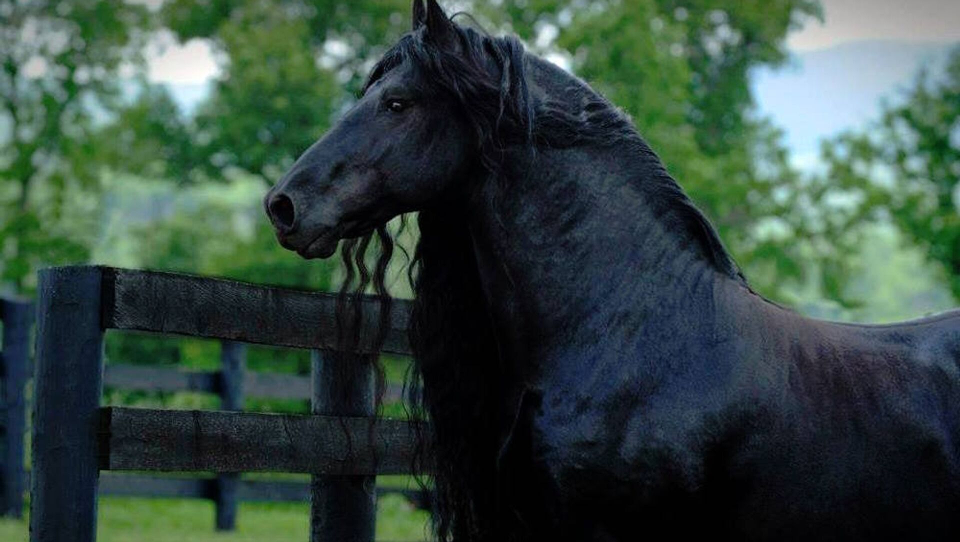Читать про лошадей. Самая красивая лошадь в мире. Самые красивые лошади.