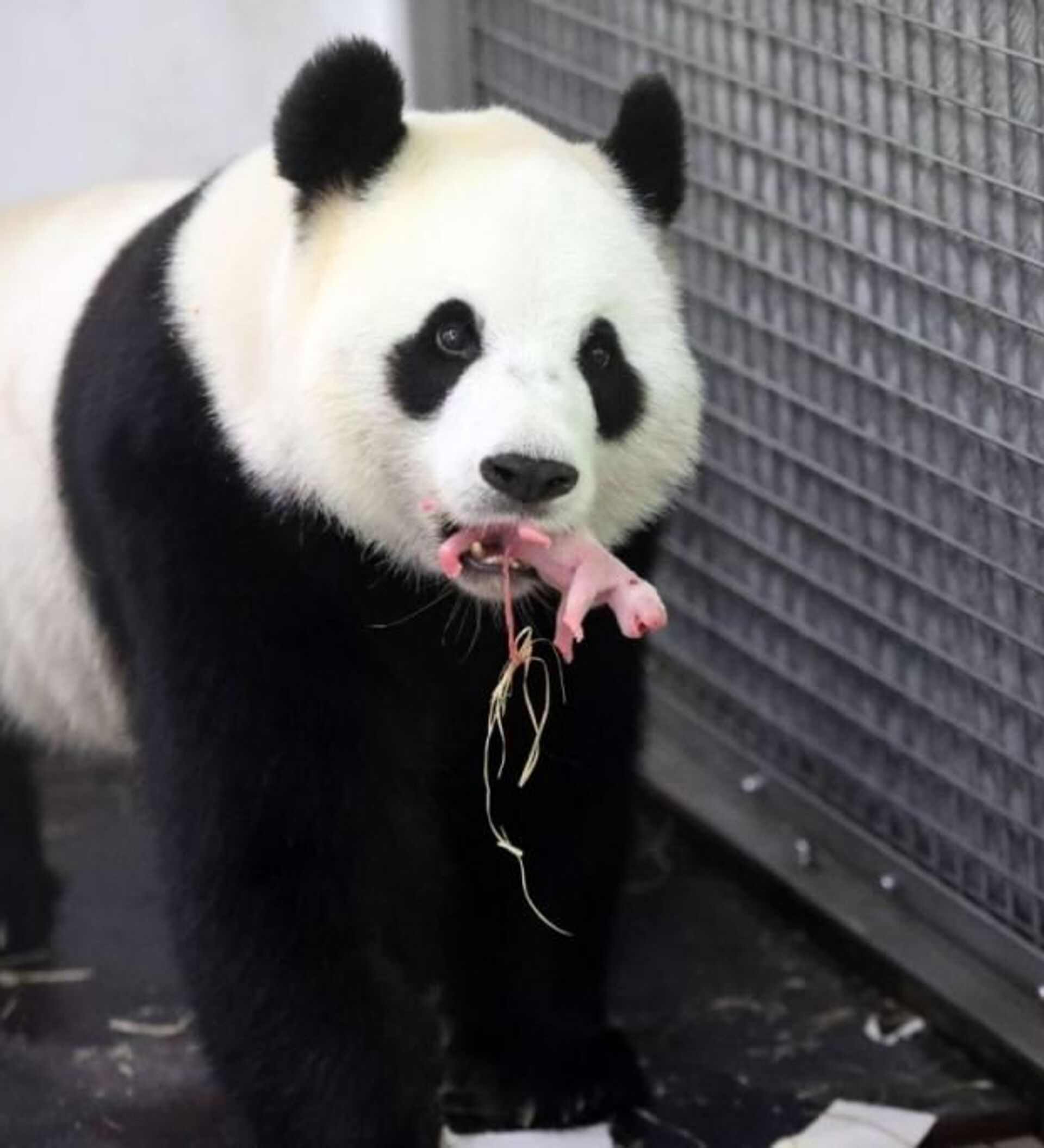 Живые панды в россии. Лин-Лин (большая Панда). Гигантская Панда. Панды вымирают. Большая Панда вымирающий вид.