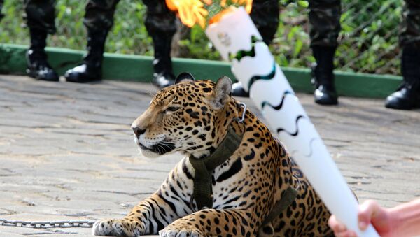 Olimpiyat töreninde tasmasından kurtulan jaguar öldürüldü - Sputnik Türkiye