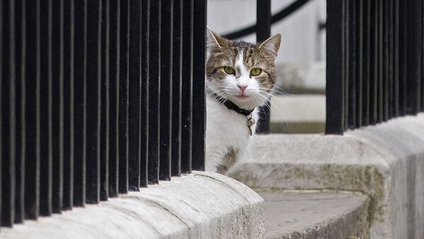 İngiltere’nin yeni başbakan adayı kedi Larry - Sputnik Türkiye