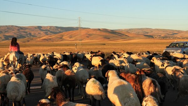 4 bin lira maaşa rağmen çoban bulamıyorlar - Sputnik Türkiye