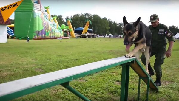 'Gerçek Dost': Uluslararası Ordu Oyunları'nda köpek yarışı heyecanı - Sputnik Türkiye