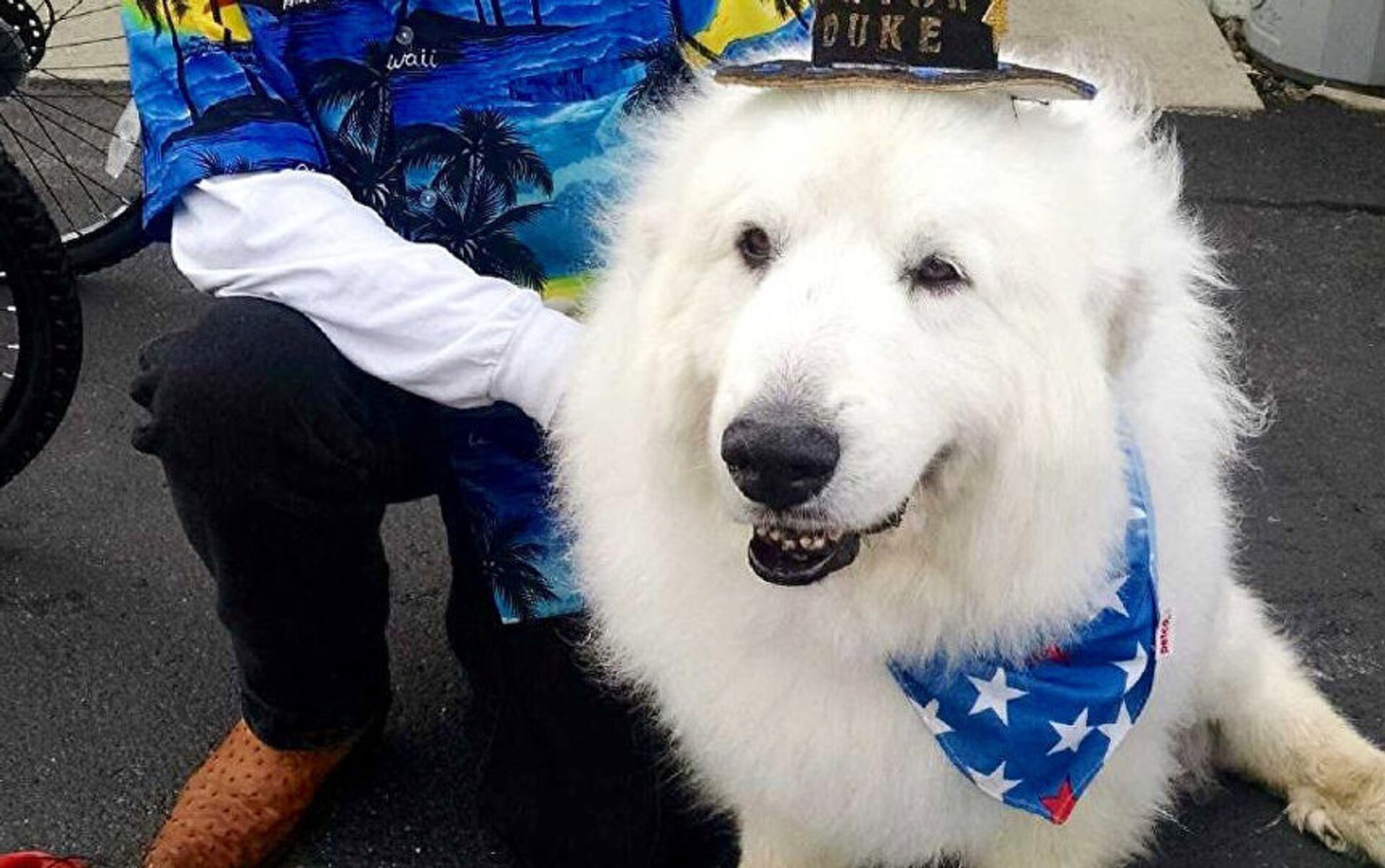 собаки мэры. собака мэр города в америке. собака дюк мэр. собака мэр. ретривер золотистый мэр.