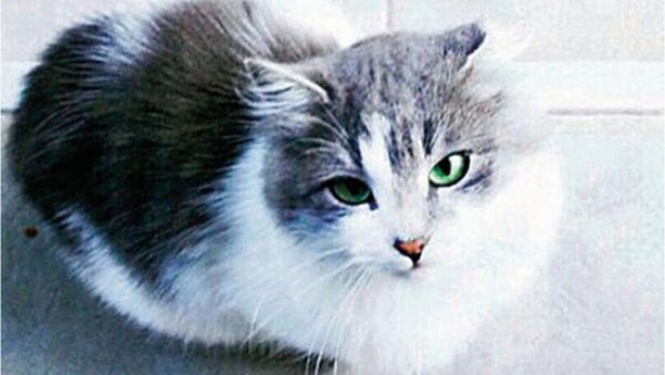 ‘Kedi Osman’ boşanma protokolüne girdi - Sputnik Türkiye