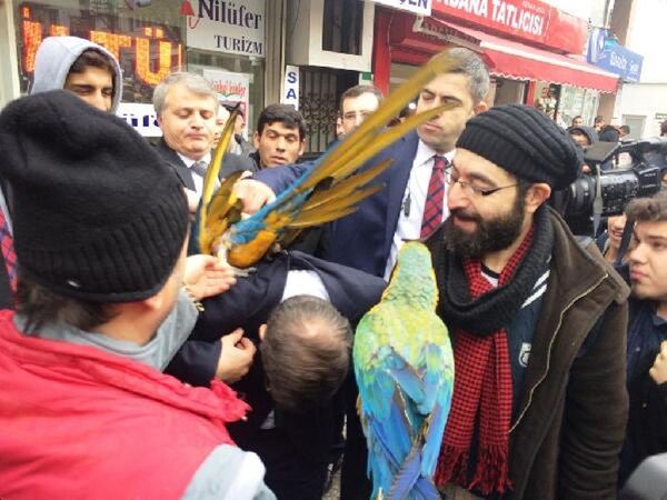 Ahmet Davutoğlu - papağan - Sputnik Türkiye