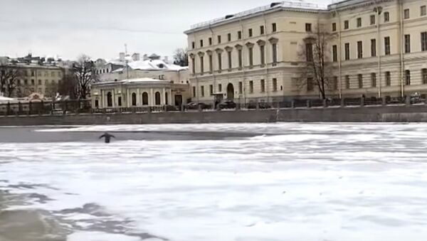 St. Petersburg kışını ‘kontrole gelen’ gizemli penguen - Sputnik Türkiye