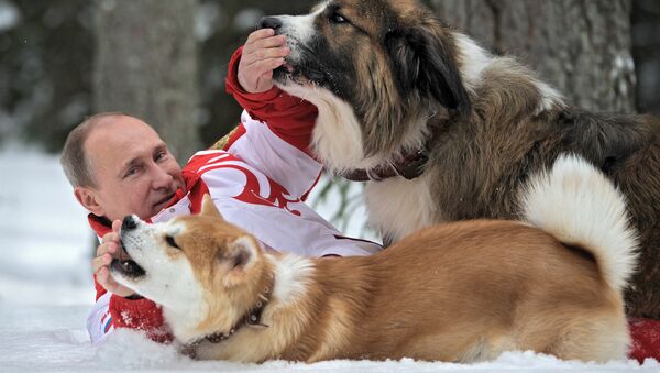 Rusya Devlet Başkanı Vladimir Putin köpekleri Buffy (üstte) ve Yume (altta) ile birlikte - Sputnik Türkiye