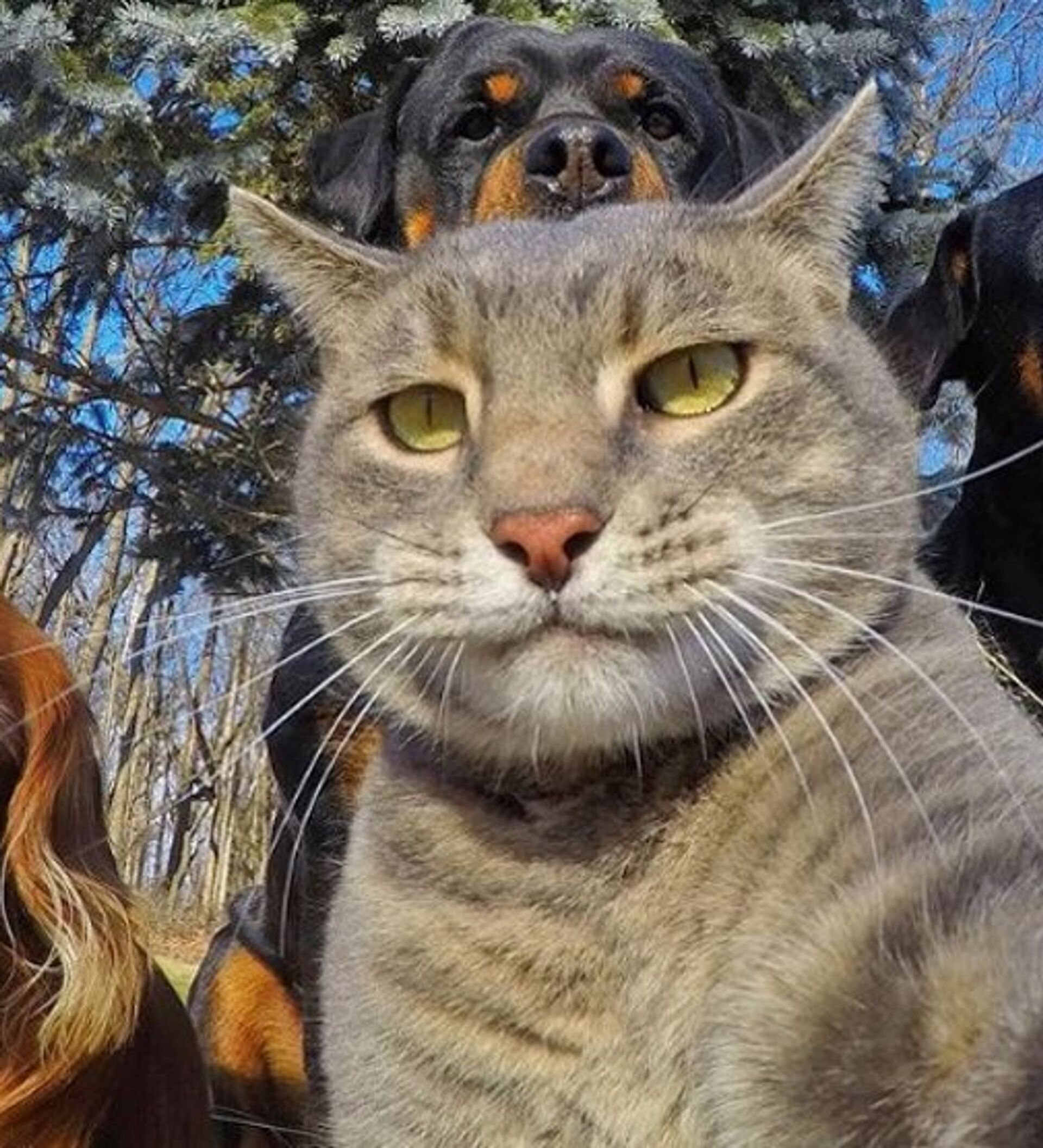 Мем кот фоткается с собаками