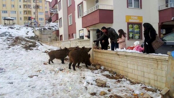 Tunceli'de şehre inen yaban domuzları - Sputnik Türkiye