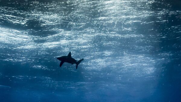Yılın en çok ümit vaat eden fotoğrafı’ dalında ‘Okyanus gökyüzü’ isimli fotoğrafıyla katılan Arjantinli Horacio Martinez birinci oldu. - Sputnik Türkiye