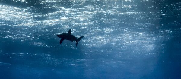 Yılın en çok ümit vaat eden fotoğrafı’ dalında ‘Okyanus gökyüzü’ isimli fotoğrafıyla katılan Arjantinli Horacio Martinez birinci oldu. - Sputnik Türkiye