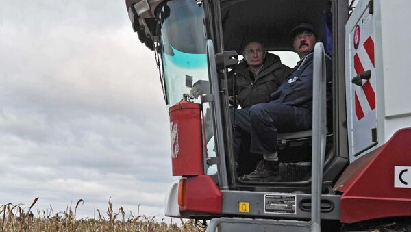 Putin, Rodina tarım işletmesinde mısır toplama çalışmalarına katıldı. - Sputnik Türkiye